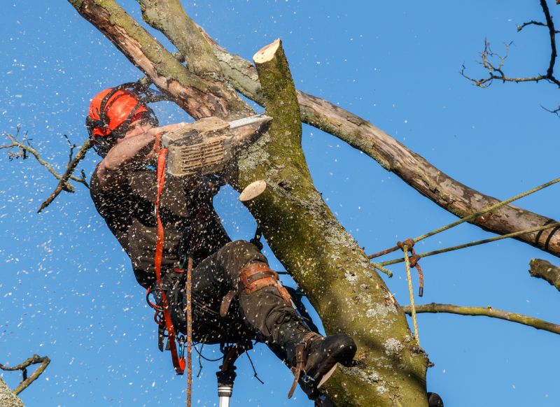 Tree Cutting in Progress