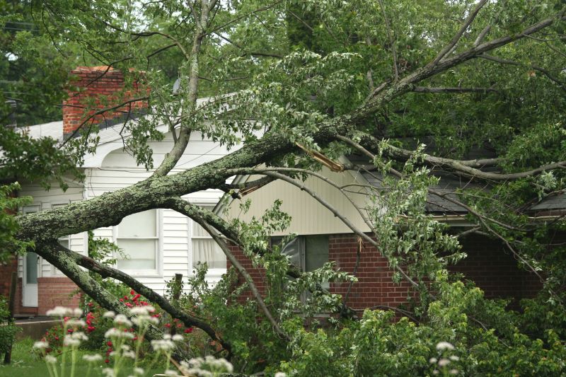 Storm Damage Tree
