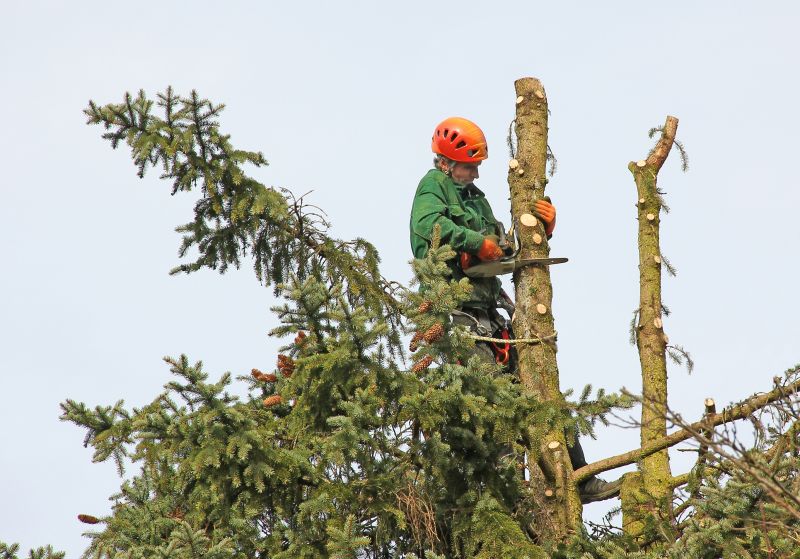 Safety Gear for Tree Removals